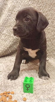 Kříženci – retrívr x labrador x ridgeback x stafford - 8