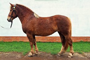 Českomoravský belgický kůň - 8