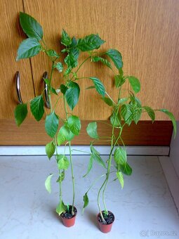 Nepálivá paprika "beraní roh" Spiralus - dvojice sazenic - 8