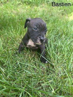 Americký pitbulteriér (apbt) s pp - 8