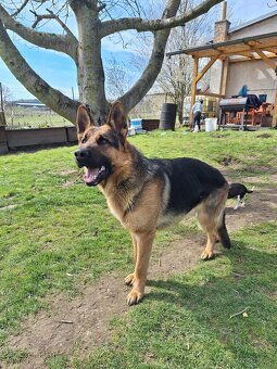 Německý ovčák - 8