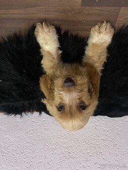 Cockapoo - 8