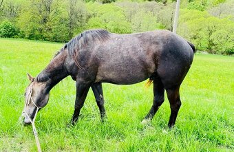 Quarter horse hřebec 2 roky - 8