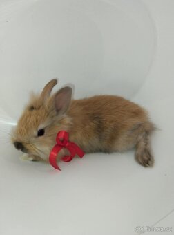 Zakrslý králíček bez PP samička Samatha - 8