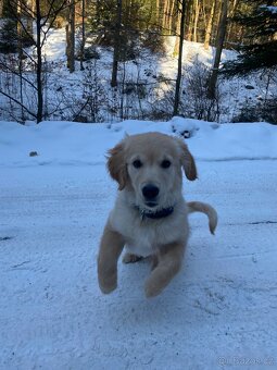 Nabídka ke krytí - zlatý retrívr - 8