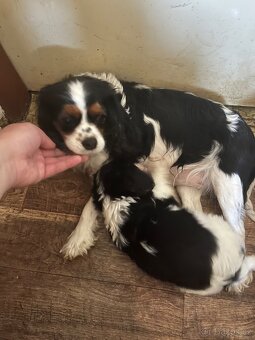 Kavalír king charles Španěl - 8