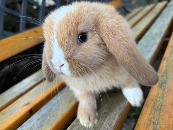 Mláďata mini lop králíčci - 8