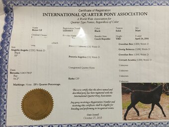 Wpbr/QH pony 9 let - 8