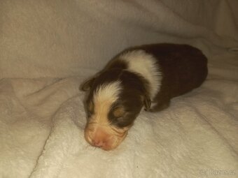 Australský ovčák s PP - 8