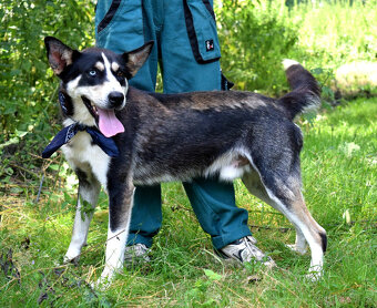 Báječný Ares kríženec ovčáka s huskym - 8