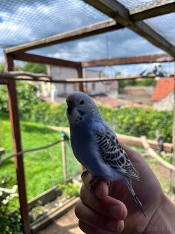 Andulka vlnkovaná - 8