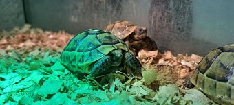 Želva zelenavá a žlutohnědá - 8