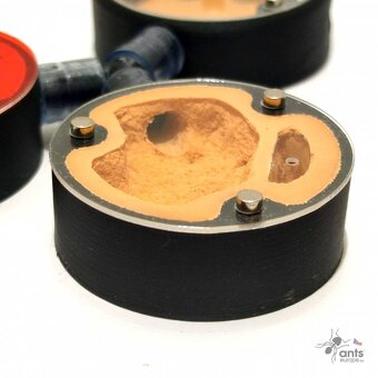 Formikárium ANTcore MINI - 8