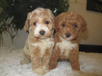 Maltipoo štěňátka - 8