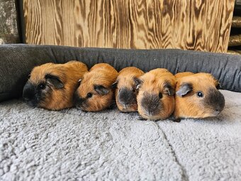 Morče s kalifornskou kresbou - 8