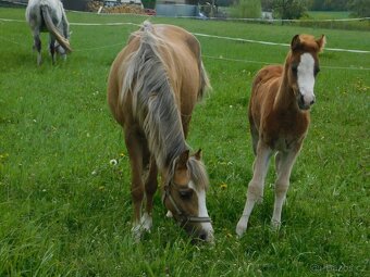 pony klisna - 8