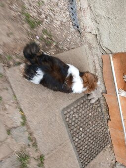 Shih-tzu, shi tzu, šicu - 8