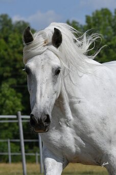 Fellský pony - top klisna - 8