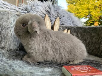 ❤️❤️Minilop Kralicek Beránek mimi k rezervaci - 8