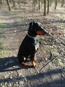 adopce Dobby - 8.12. 2021 narozený - 8