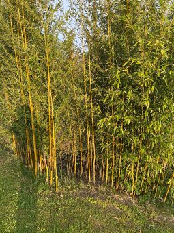 Mrazuvzdorný bambus - 8