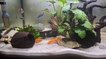 Komplet zaběhle akvarium. - 8