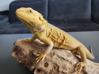 3x Agama vousatá, 3x terárium, 3x box s Blaptica dubia - 8