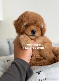 Holčička Maltipoo f1 - 8