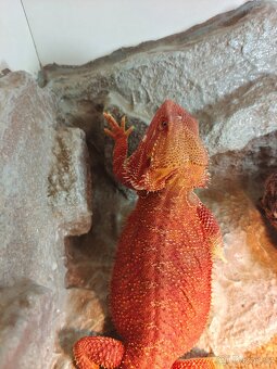 Agama vousatá Coral - 8