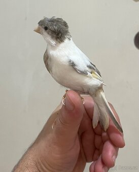 Nabízím kanáři 5/12/2025 - 8