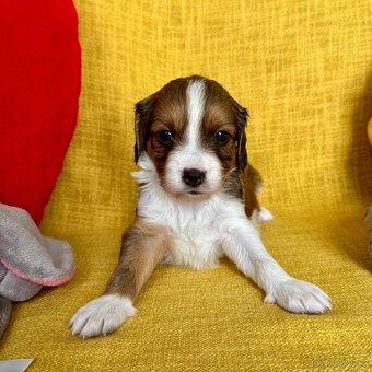 Šteňátka Kooikerhondje – Holandský vábič kačiek - 8