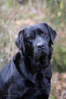Labradorský retriever s PP - černá fenka - 8