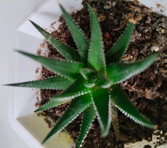 Haworthia, měsíční kámen, tlustice, kopřiva - 8