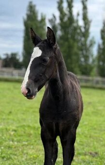 Černý LUSITANO - připouštění - 8