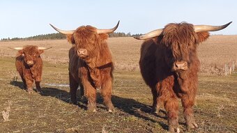 jalovice skotský náhorní skot - highland - 8