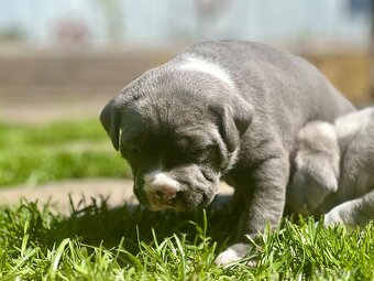 American bully XL - 8