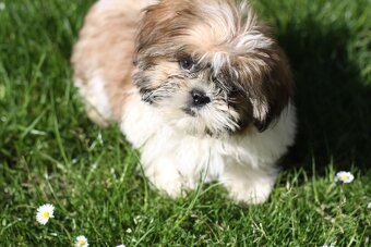 Shih-tzu, Shih tzu, si cu bez pp - 8
