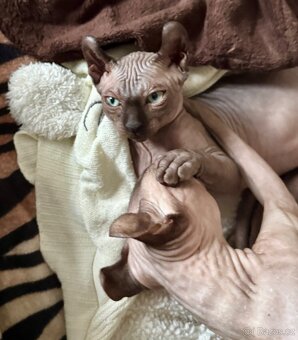 Koťata s PP Sphynx-Elf, narozená 17. 7. 2025 - 8