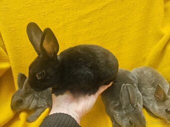Zakrslý králíček - 8