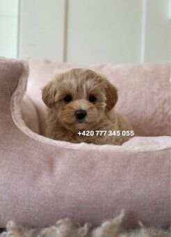 Fenka Maltipoo f1 700€ - 8