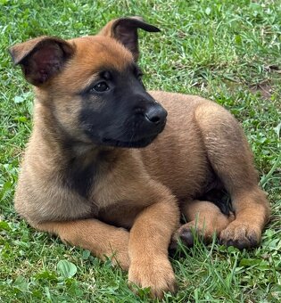 Belgický ovčák Malinois - 8