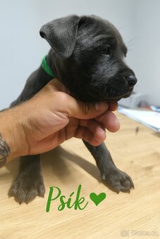 🐾 Americký stafordšírský teriér – modrá štěňátka - 8