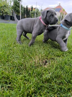 🐾 Americký stafordšírský teriér – modrá štěňátka - 8