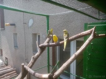 Papoušek zpěvavý, letošní mladé - 8