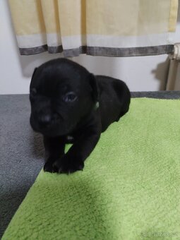 Staforticky bulteriéra - 8