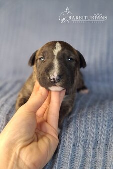 Anglický Bulteriér s PP - Těšín - 8