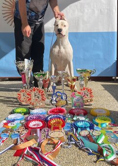 Argentinská doga štěňata PŘIJÍMÁME REZERVACE - 8