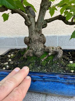 Bonsai, Bonsaj, jamadori, javor ginnala - 8