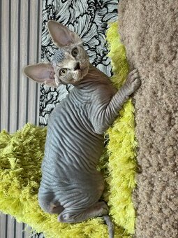 Sphynx koťátka s PP - 8