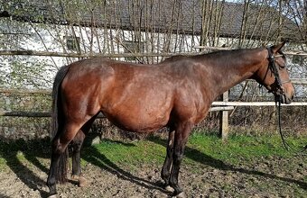 Šestiletá březí klisna - 8
